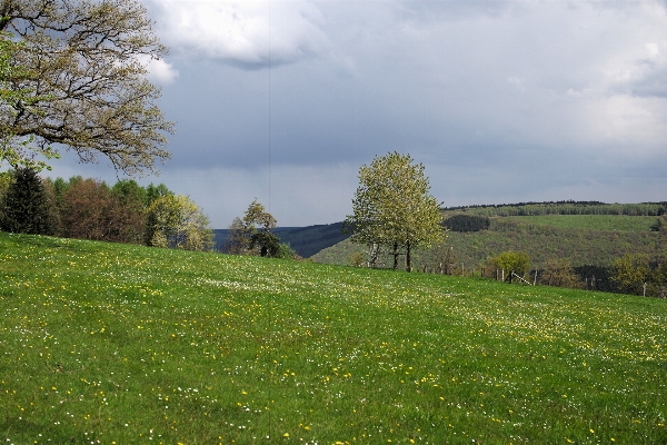 Landscape tree nature grass Photo