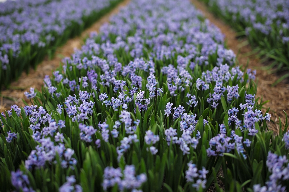 Gras anlage feld bauernhof