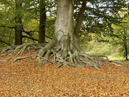 Landscape tree forest branch Photo