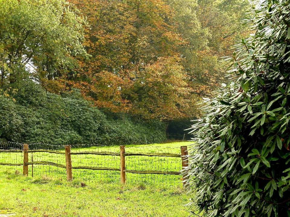 Paisaje árbol naturaleza bosque