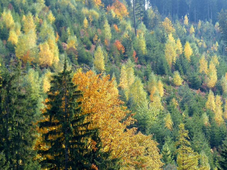 Paisaje árbol naturaleza bosque