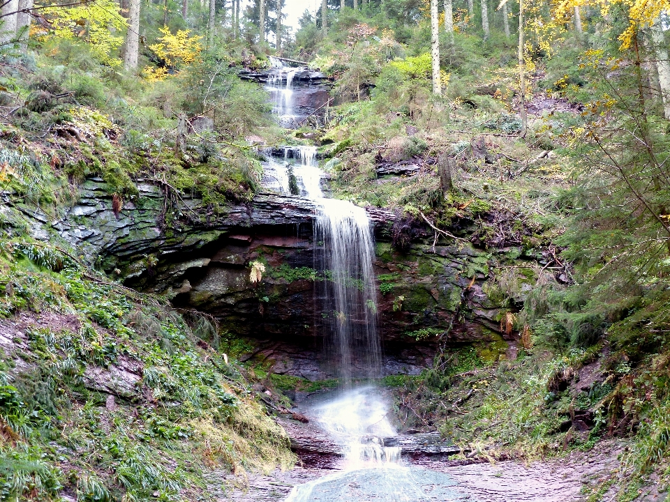 Paisaje agua bosque cascada