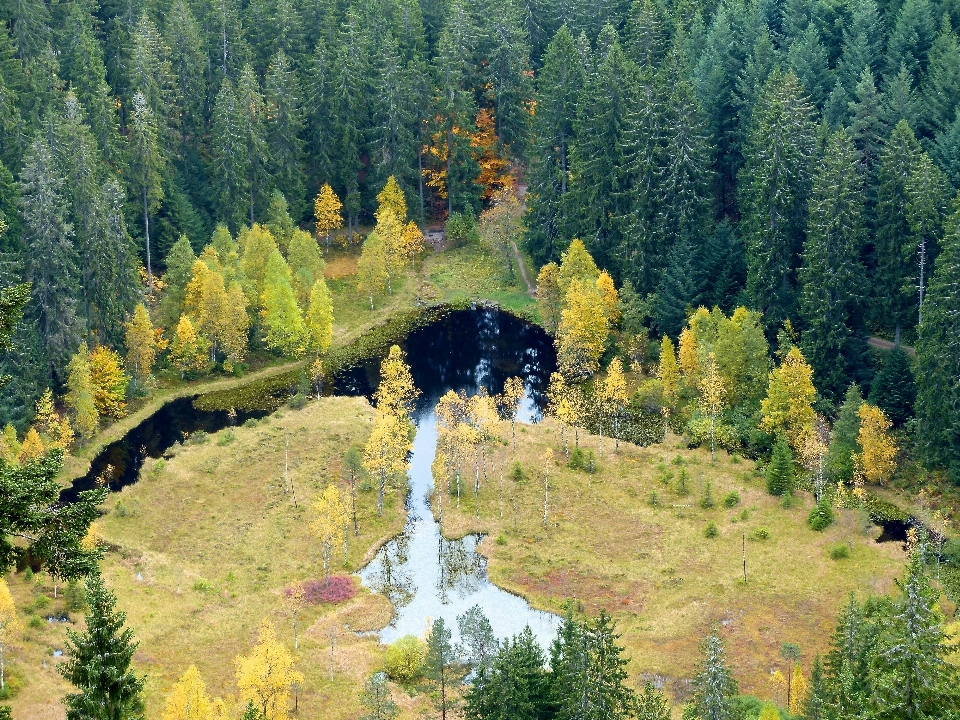 Paisaje árbol bosque desierto
