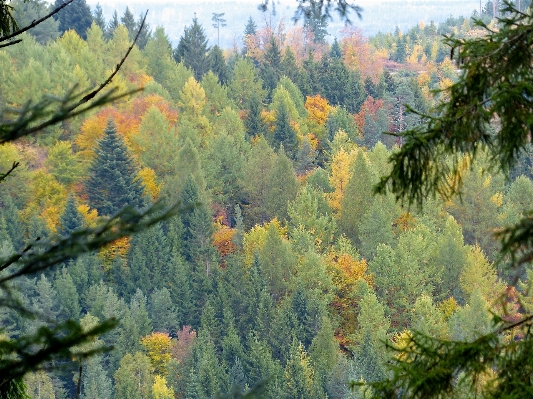 Landscape tree forest wilderness Photo