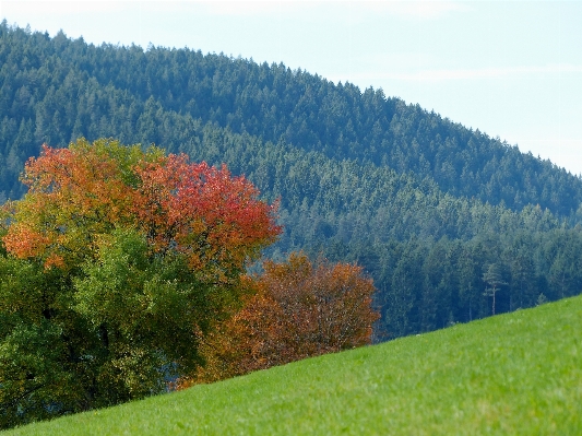 Landscape tree forest grass Photo