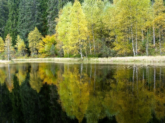 Фото пейзаж дерево лес пустыня
