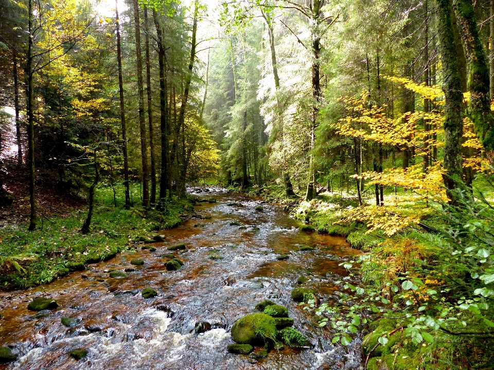 Paysage arbre forêt ruisseau
