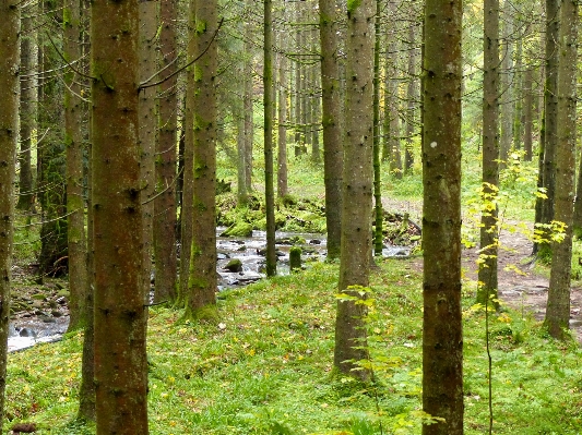 Landscape tree forest wilderness Photo