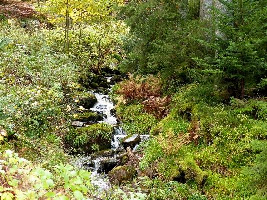 Landscape tree forest creek Photo