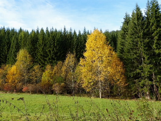 Landscape tree forest wilderness Photo