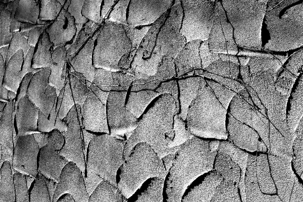 Photo Arbre bifurquer noir et blanc
 bois