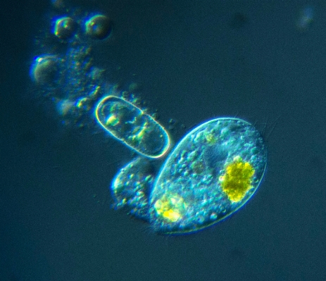 Underwater biology jellyfish blue Photo