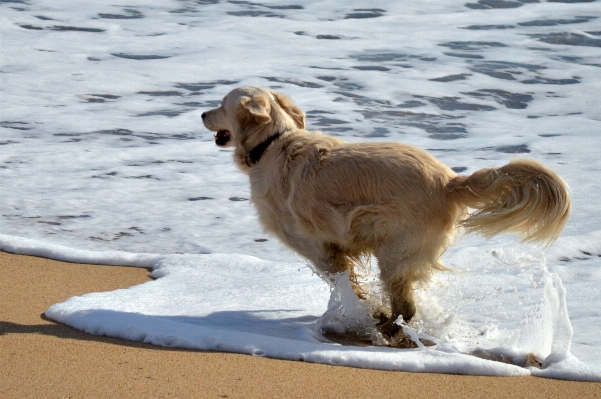 Foto Laut berlari anjing guyuran