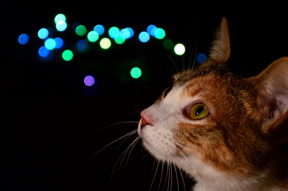 ışık bokeh
 dilek evcil hayvan