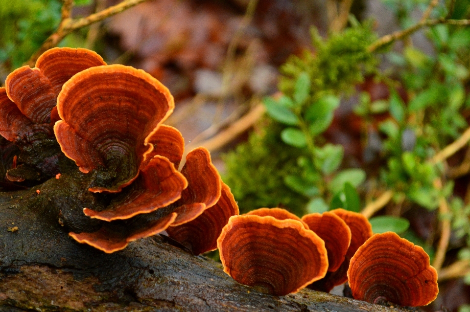 Pohon alam hutan kayu