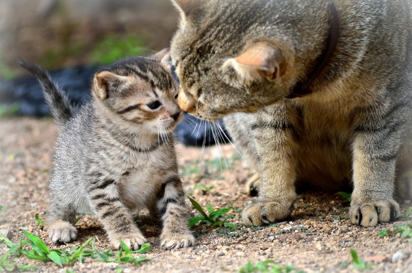 Foto Margasatwa anak kucing mamalia