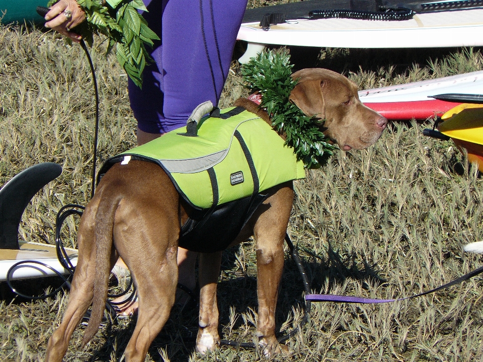 Kayak
 perrossinpfds
 deportes de animales
