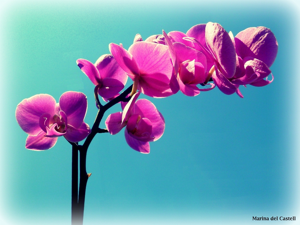 Blossom plant flower petal