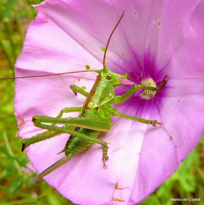 Natura kwitnąć zakład fotografia