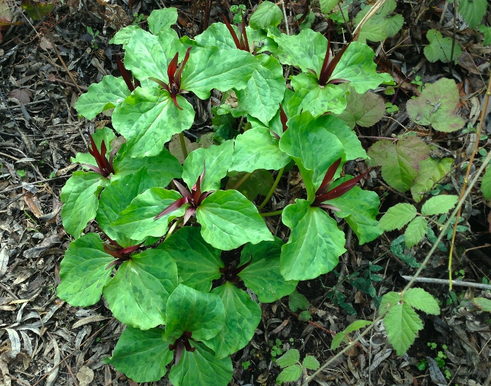 植物 叶子 花 草本植物