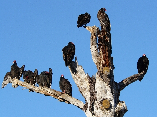 Foto Filial pássaro animais selvagens primavera