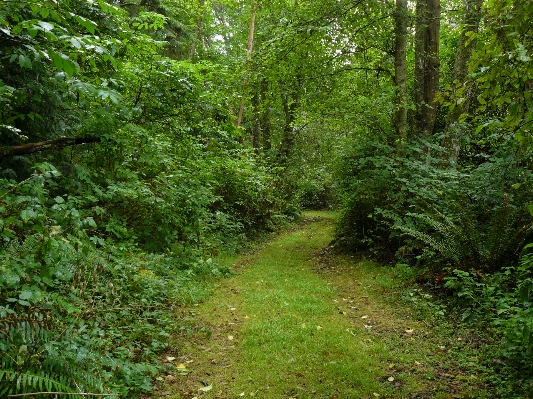 Foto Albero foresta natura selvaggia
 sentiero