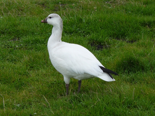 Photo Nature oiseau aile faune