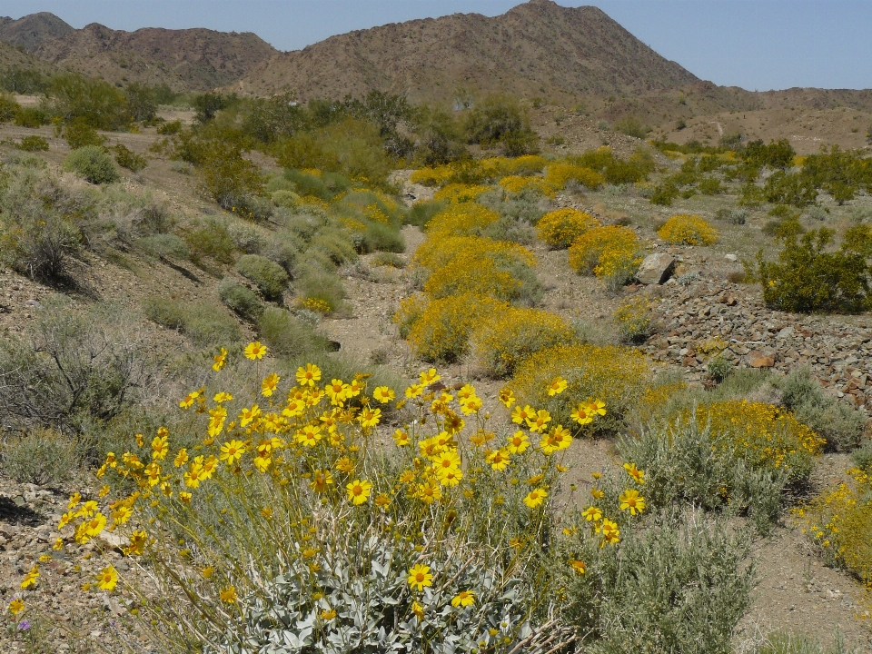 Paisaje desierto
 montaña planta