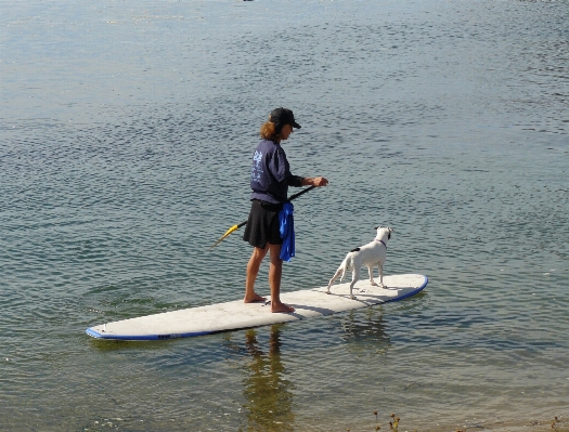 Sea wave lake dog Photo