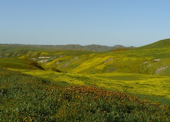 Photo Paysage nature herbe horizon