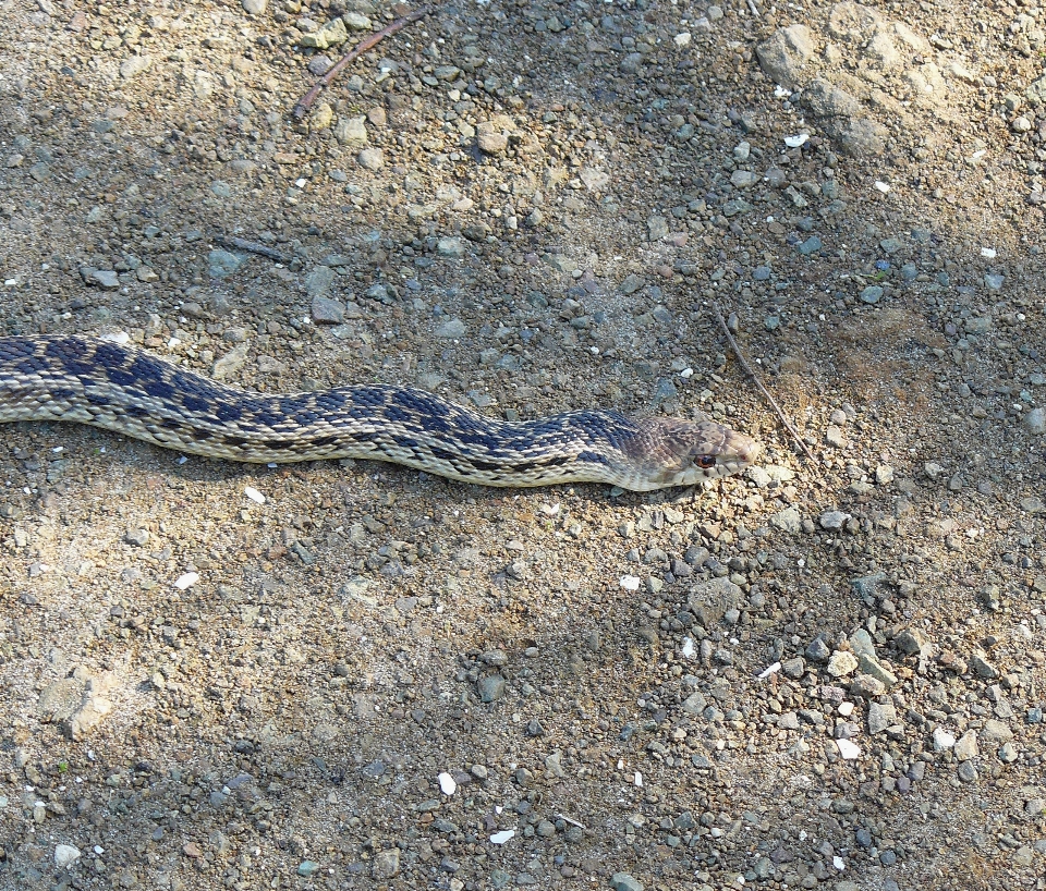 Animali selvatici suolo rettile fauna