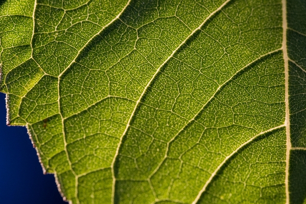 Nature plant sun leaf Photo