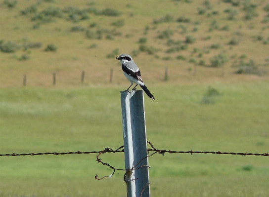 Nature bird wing wildlife Photo