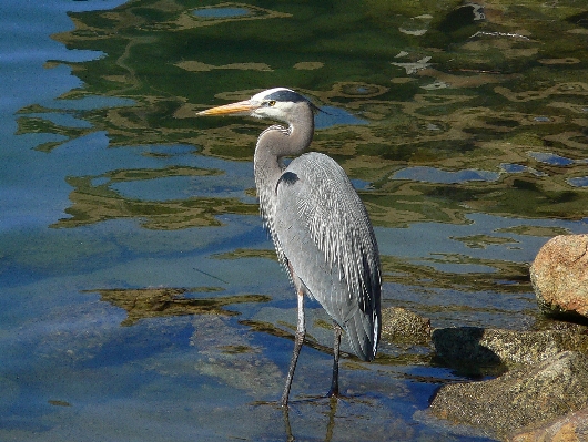 Sea water bird seabird Photo