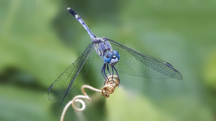 Nature wing photography flower Photo