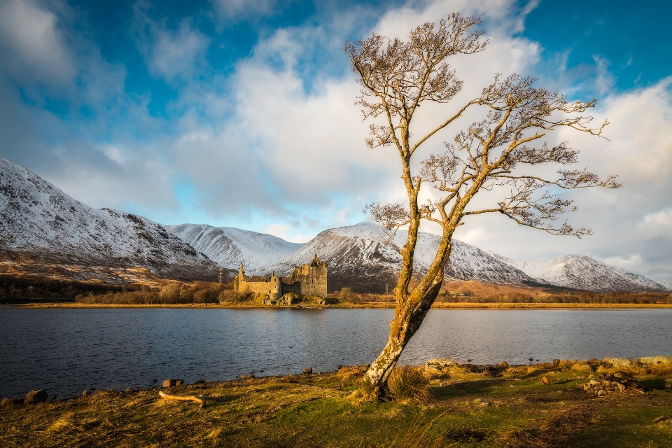 Paysage mer arbre eau