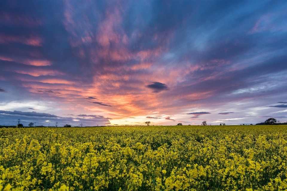 Landschaft gras horizont wolke