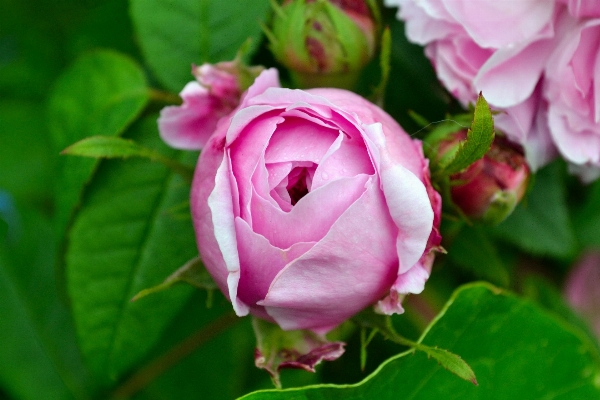 Blossom plant flower petal Photo