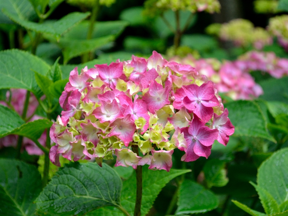 Anlage blume blütenblatt botanik
