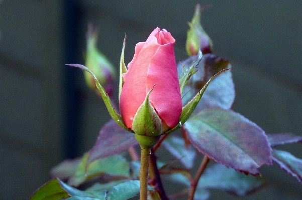 Blossom plant leaf flower Photo