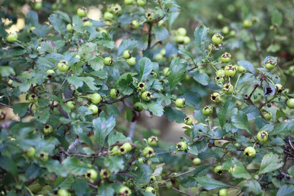 Tree branch blossom plant Photo