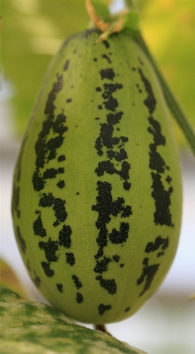 Plant fruit leaf flower Photo