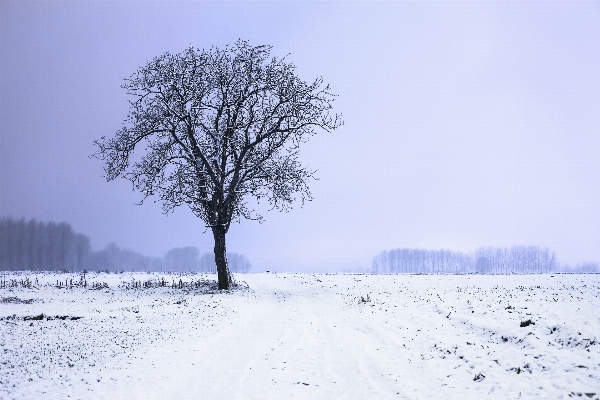 Landscape tree branch creative Photo