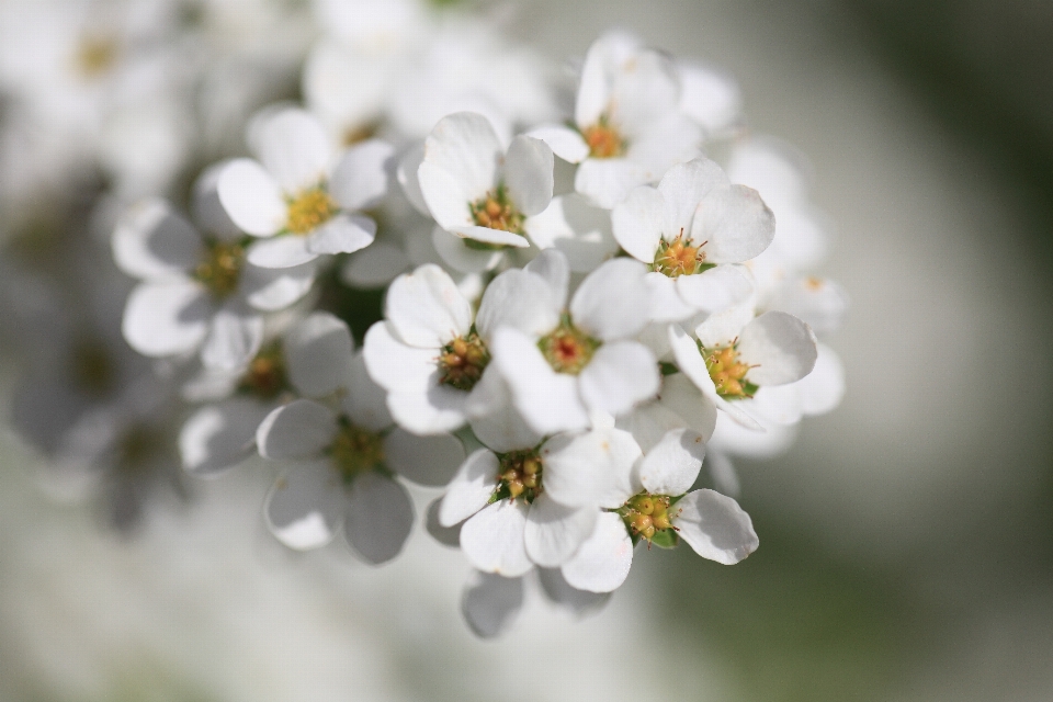 Nature branch blossom plant