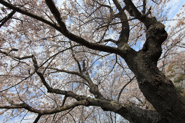 Tree branch blossom winter Photo