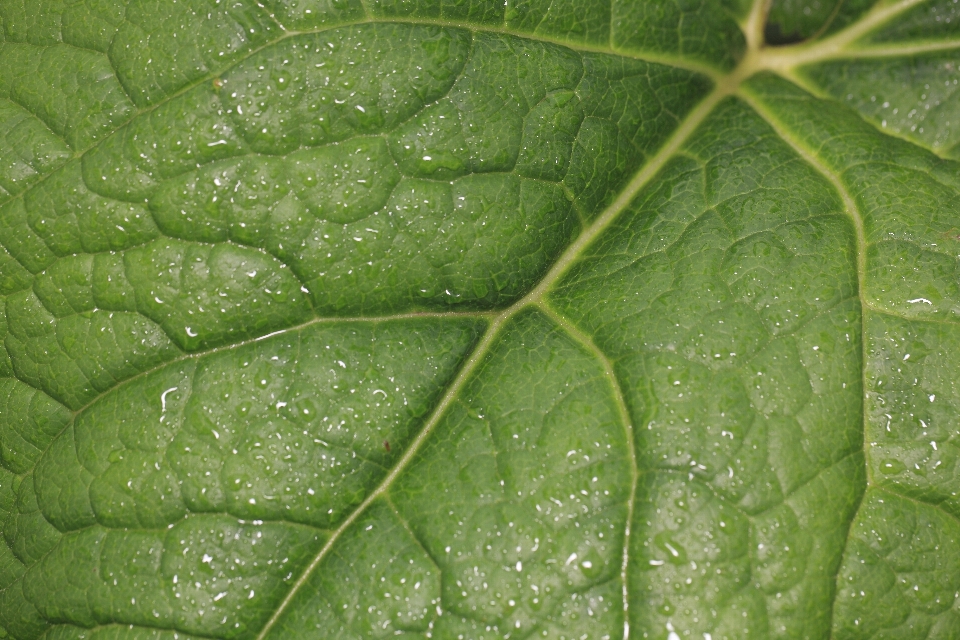 Plantar folha flor comida