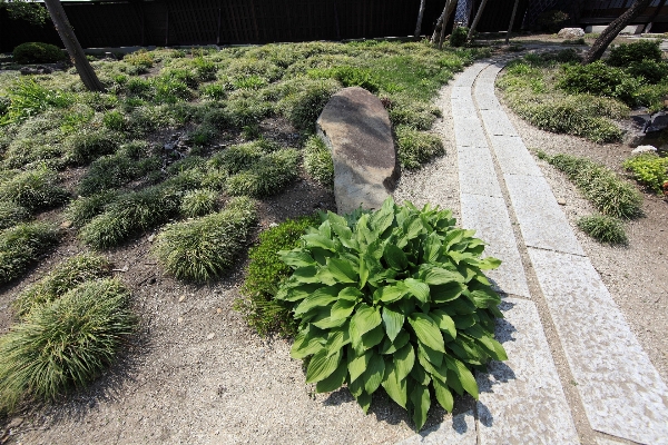 Tree grass plant lawn Photo