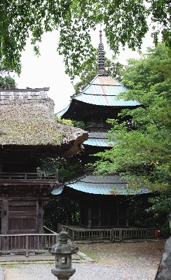 木 植物 パノラマ 高い 写真