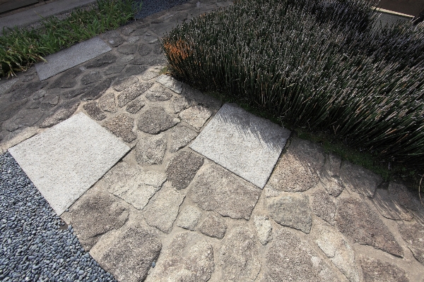 道 草 歩道
 石畳
 写真