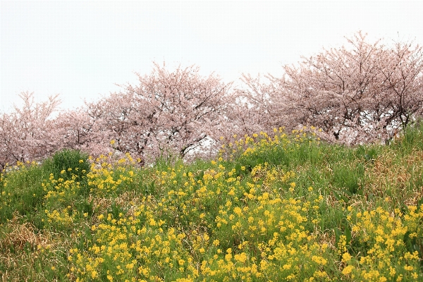 ブランチ 花 植物 分野 写真